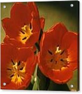 Tulip Acrylic Print