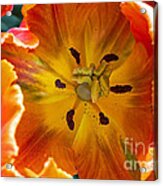 Tulip Two Acrylic Print