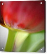Tulip2 Acrylic Print