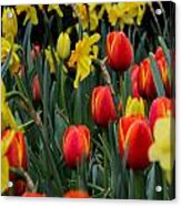 Tulips And Daffodils Acrylic Print