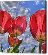 Tulips Are Better Than One Acrylic Print