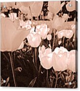 Tulips Acrylic Print