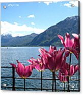 Tulips At Lake Geneva Acrylic Print