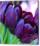 Tulips-dark-purple Acrylic Print
