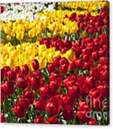 Tulips In Bloom Acrylic Print