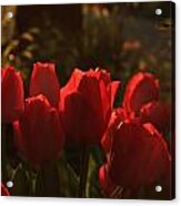 Tulips In Evening Light Acrylic Print