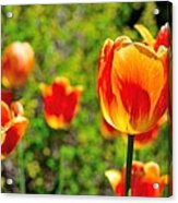 Tulips Acrylic Print