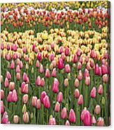 Tulips Keukenhof Gardens Netherlands Acrylic Print