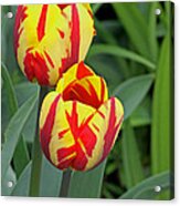 Tulips Acrylic Print