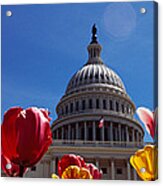 Tulips With A Government Building Acrylic Print