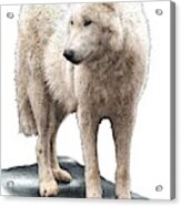 Tundra Wolf Acrylic Print