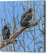 Turkey And Black Vultures Drb171 Acrylic Print