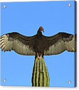 Turkey Vulture Sunning On  Cardon Cactus Acrylic Print