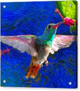 Da052 Turkscap Hummingbird Acrylic Print