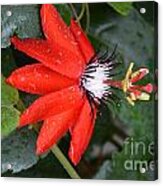 Turrialba Ballerina Acrylic Print