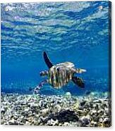 Turtle Swimming Underwater Acrylic Print