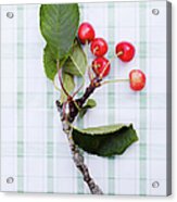 Twig With Leaves And Cherries Acrylic Print