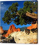 Twisted Juniper At The Garden Acrylic Print
