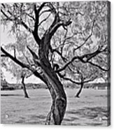 Twisted Tree Acrylic Print