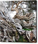 Twisted Tree Acrylic Print