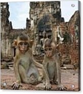 Two Baby Macaques Acrylic Print