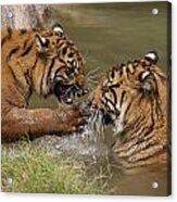 Two Bengal Tigers Playing In Water Acrylic Print