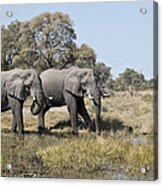 Two Bull African Elephants - Okavango Delta Acrylic Print