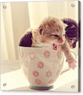 Two Cute Kittens In A Cup Acrylic Print
