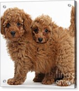 Two Cute Red Toy Poodle Puppies Acrylic Print
