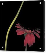 Two Daisies Tall Left Acrylic Print