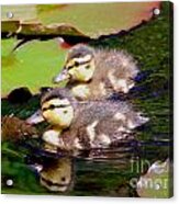 Two Ducklings Acrylic Print