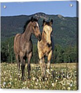 Two Fillies In Meadow Acrylic Print