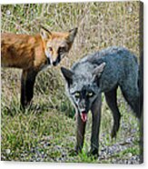 Two Fox Seattle Acrylic Print