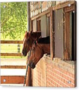 Two Horses Looking Out Of A Stable Acrylic Print