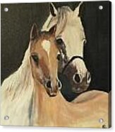 Two Horses Acrylic Print
