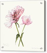 Two In Pink Acrylic Print