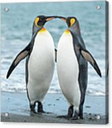 Two King Penguins On A Beach In South Acrylic Print