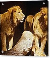 Two Lions Acrylic Print