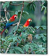 Two Macaws Acrylic Print