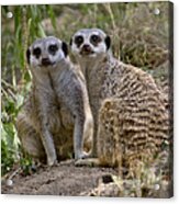 Two Meerkats Acrylic Print