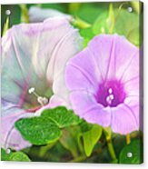 Two Morning Glories Acrylic Print