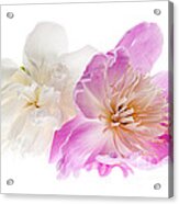 Pink And White Peony Flowers Acrylic Print