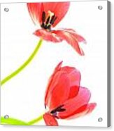 Two Red Transparent Flowers Acrylic Print