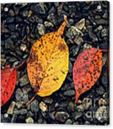 Two Reds And A Yella Acrylic Print