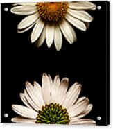 Two Sides To Every Daisy No Text Acrylic Print