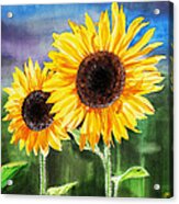 Two Sunflowers Acrylic Print