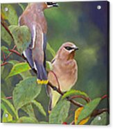 Two Waxwings One Berry Acrylic Print