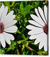 Two White Daisies Acrylic Print