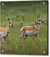 Two Young Pronghorn Antelopes No. 1129 Acrylic Print