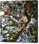 Under The Poinciana Acrylic Print